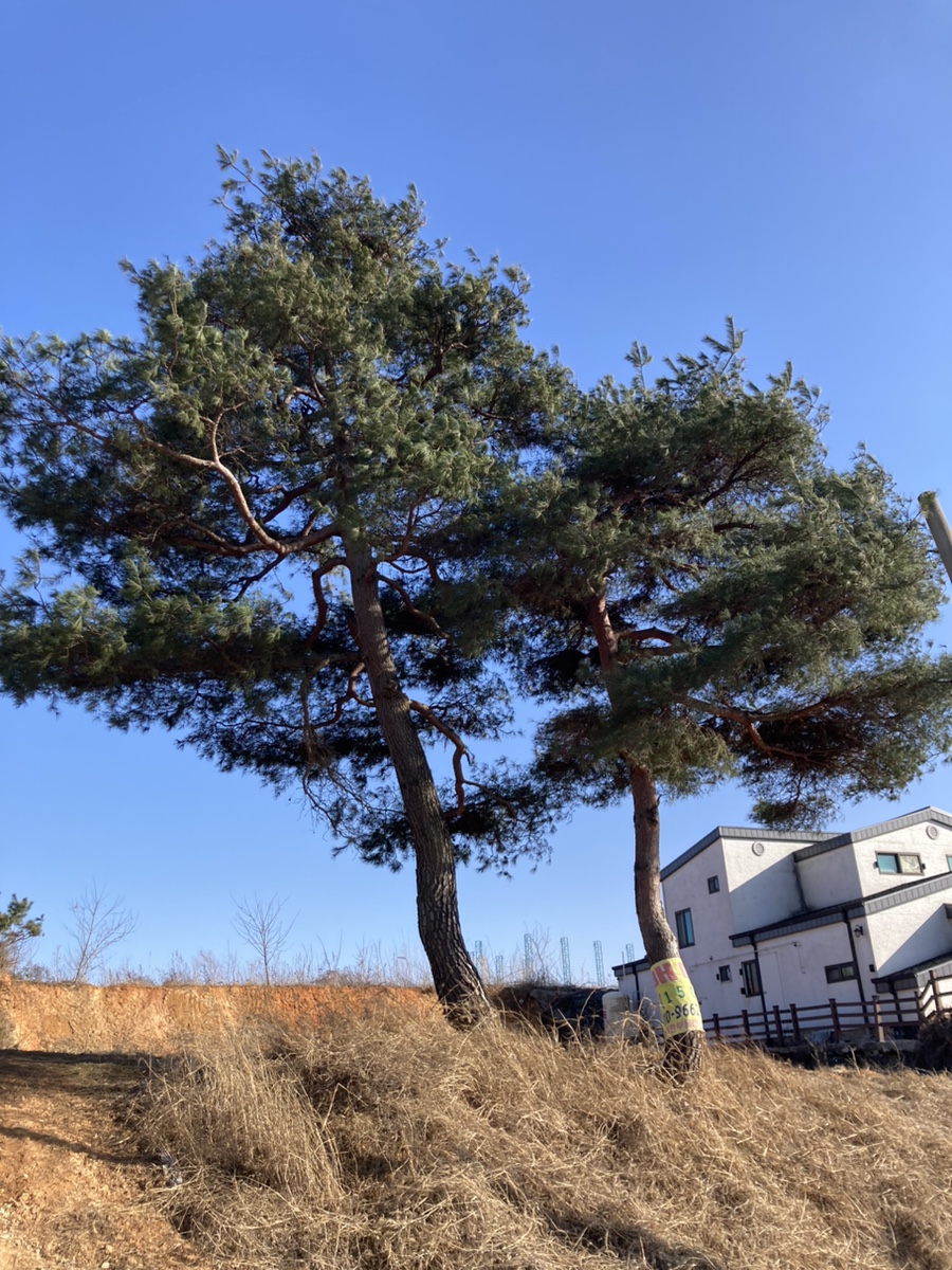 소나무보리밥상 이미지
