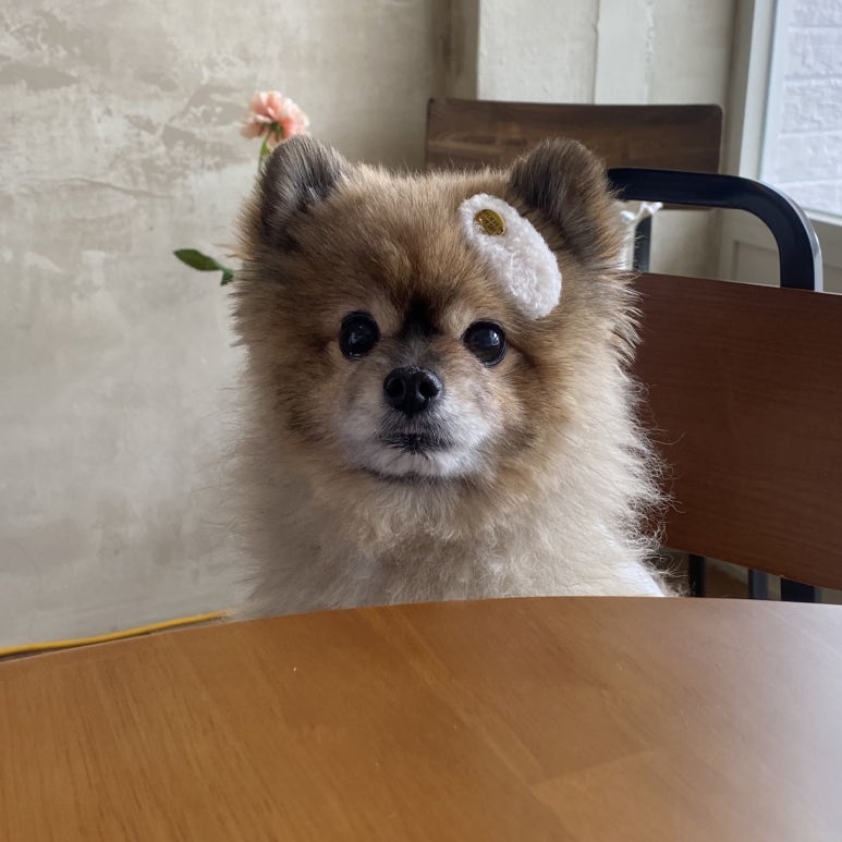 레시즌 이미지
