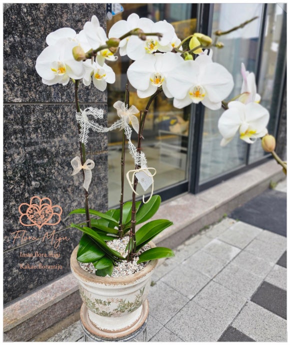 꽃，화분 이미지