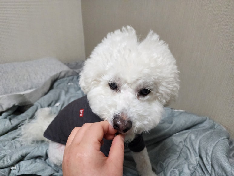 몽퍼피 이미지
