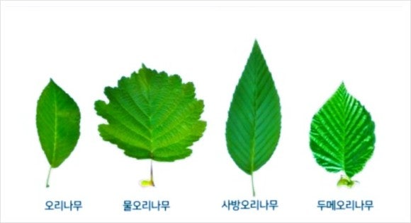 오리나무 이미지