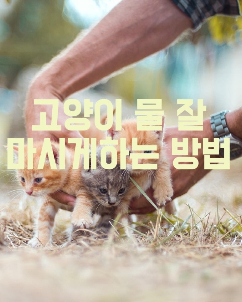 고양이 물 잘 마시게 하는 방법