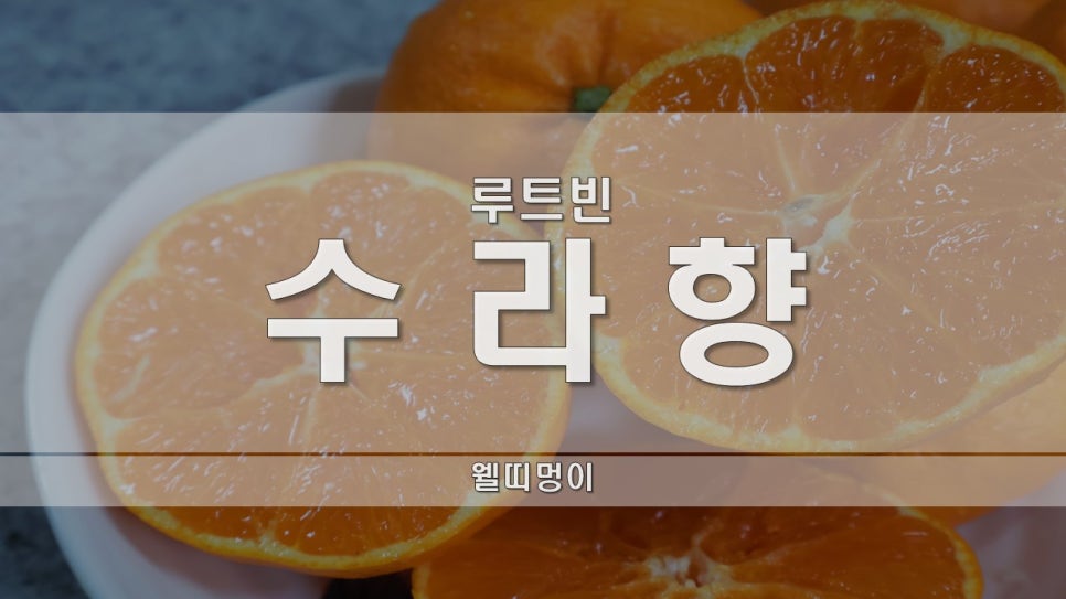 루트빈 이미지