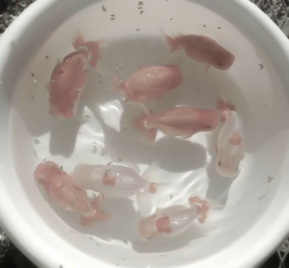 몬스터 식당 이미지