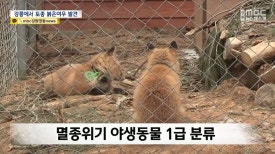 라인씨지 이미지
