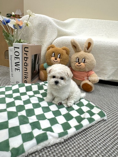 샵블리스 이미지