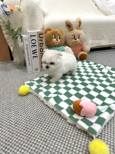 샵블리스 이미지