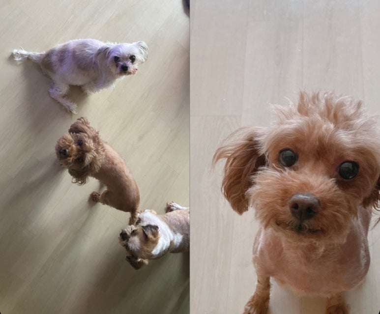 졸리젤리 이미지