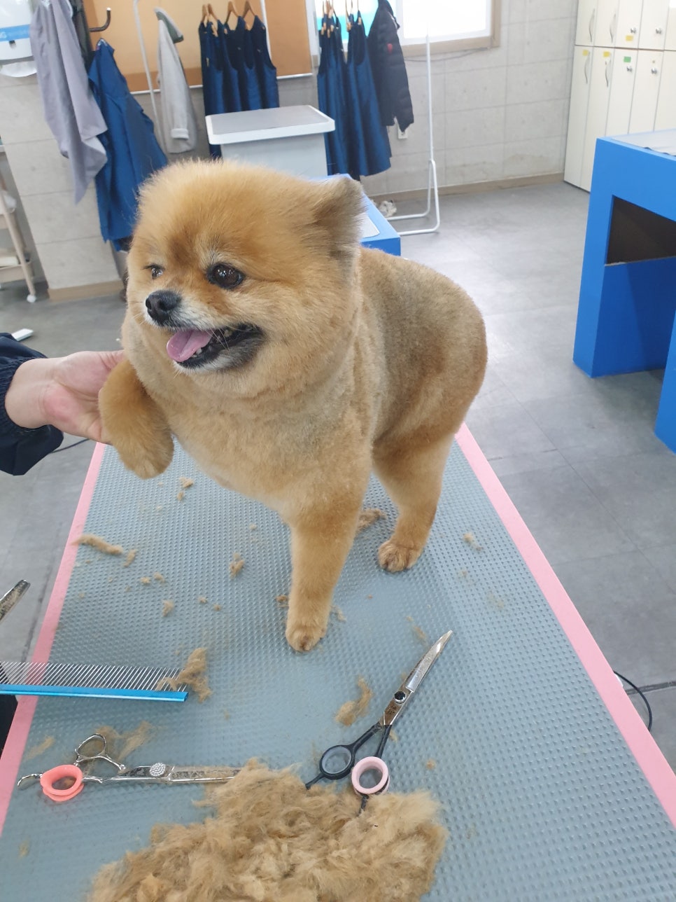 포항애견미용학원 이미지