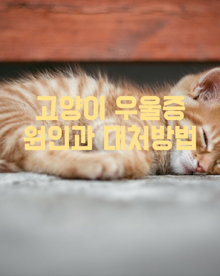 고양이 우울증 원인과 대처방법