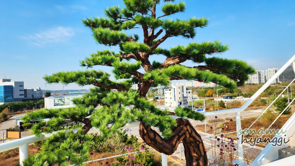 소나무디자인 이미지