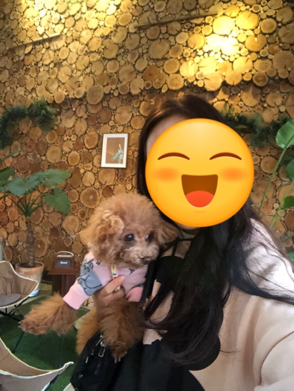 딥포레 이미지