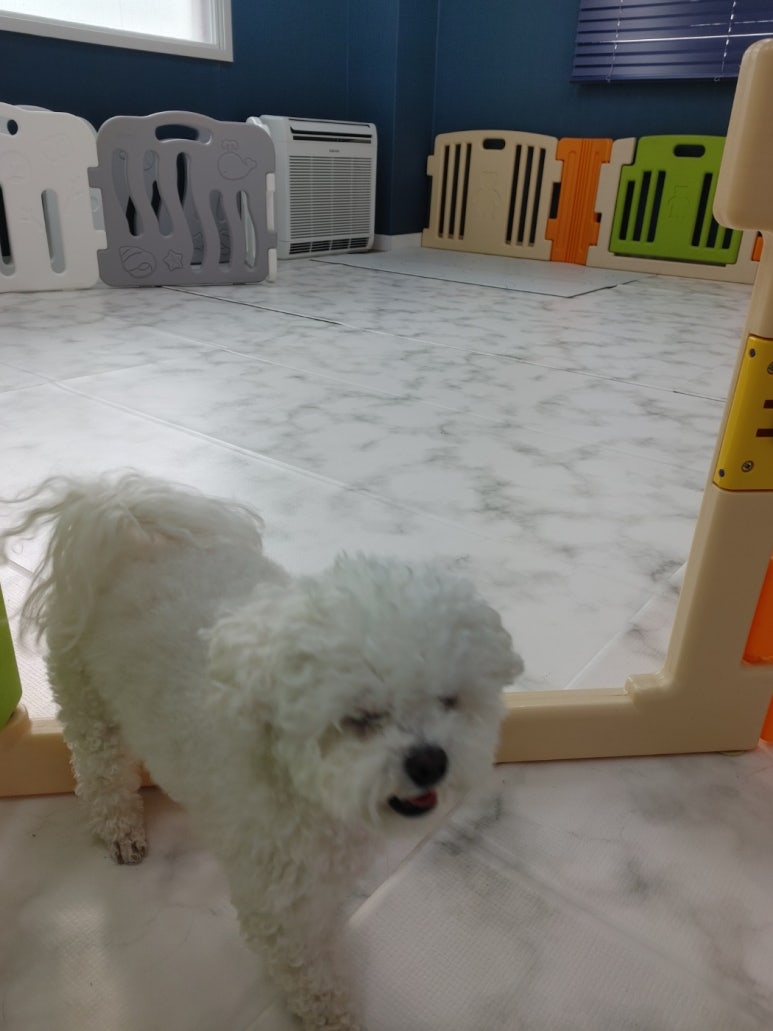 킹스크림 이미지