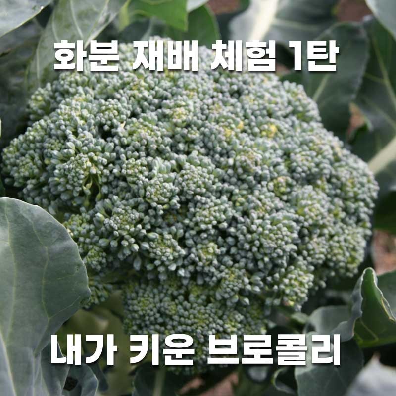 동탄화분팜 이미지