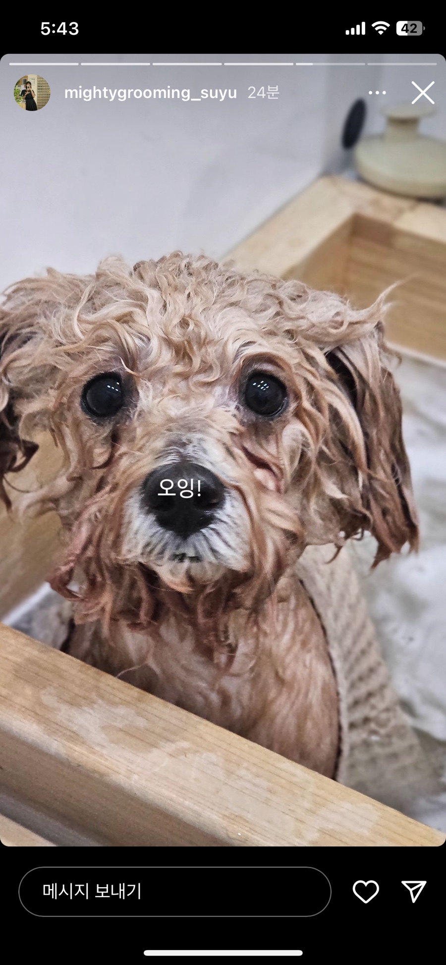 마이티그루밍 이미지
