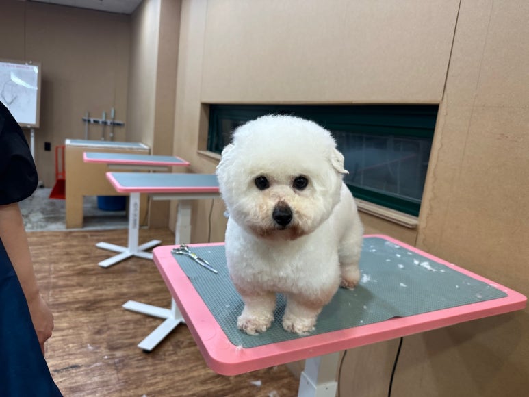 포항애견미용학원 이미지