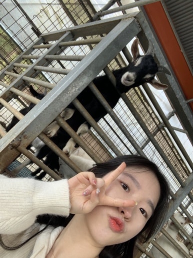 원편백나라 이미지