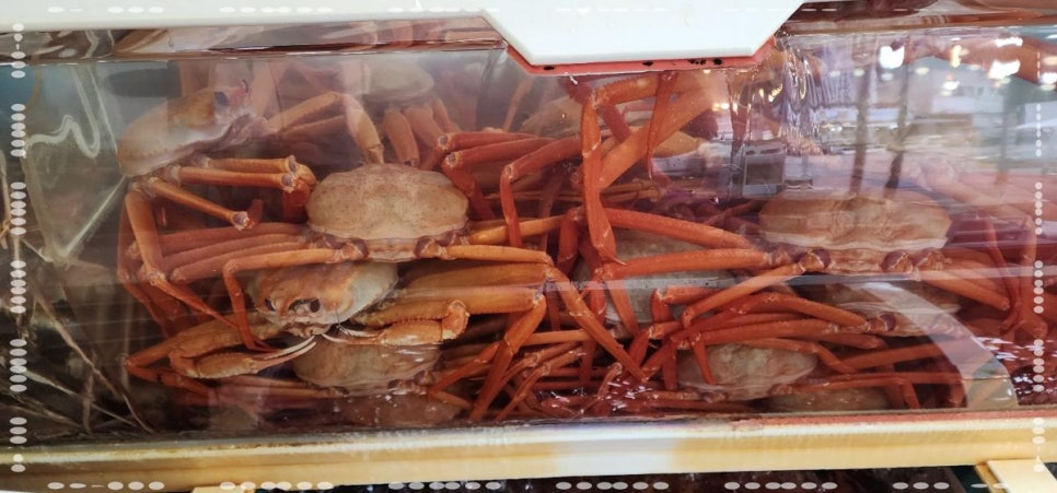 백년대게 이미지