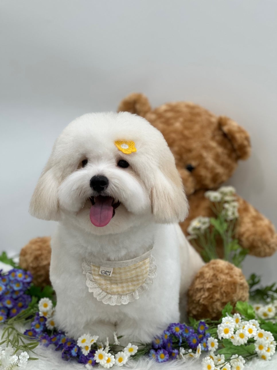 강남 소형견 배냇미용 후기: 스타몽 애견미용 비용 및 과정 — 사진 5