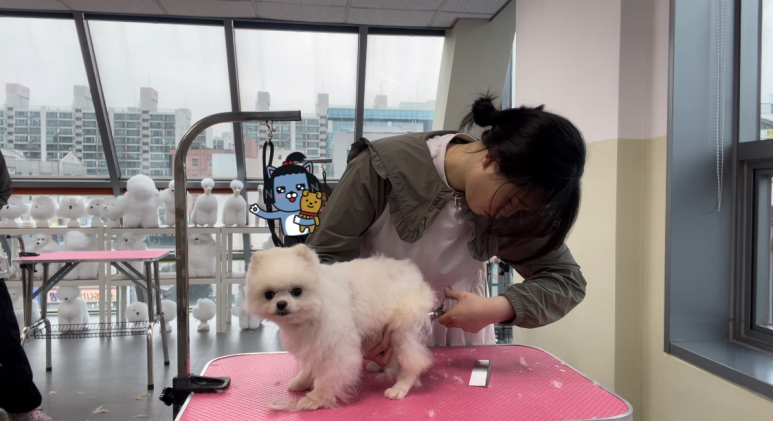 벤자민펫미용학원 이미지