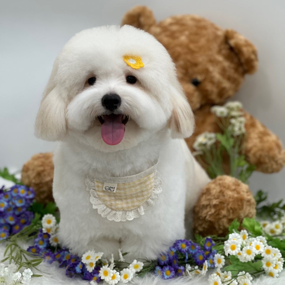 강남 소형견 배냇미용 후기: 스타몽 애견미용 비용 및 과정 — 사진 3