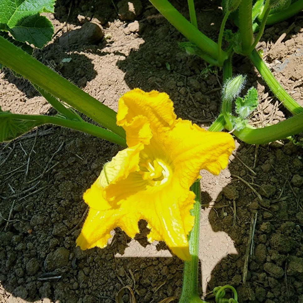 비바리 이미지