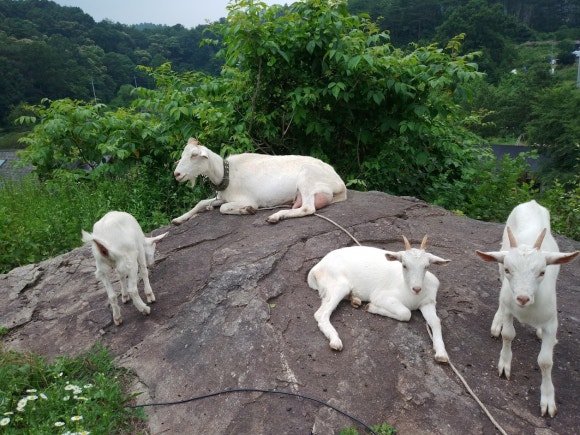 카페무릉농원 이미지