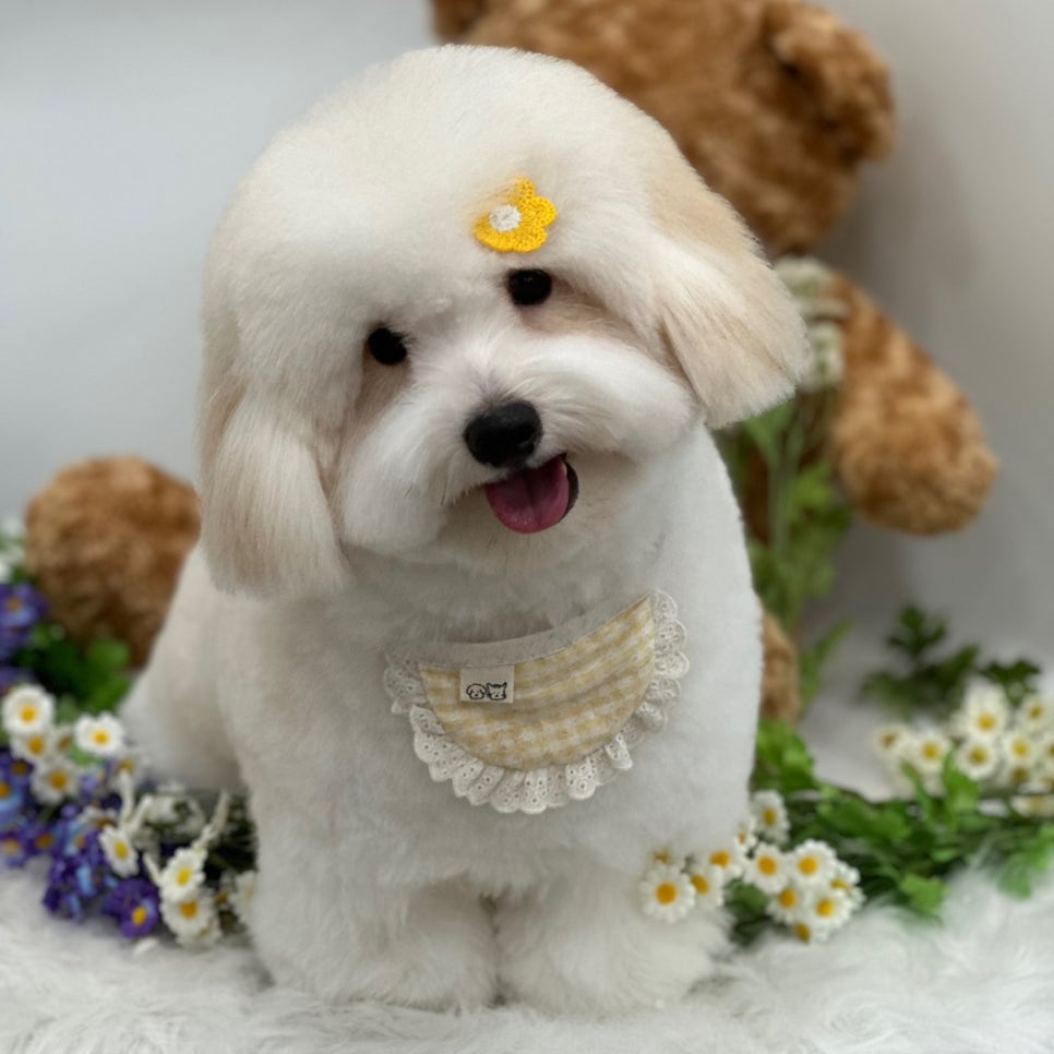 강남 소형견 배냇미용 후기: 스타몽 애견미용 비용 및 과정 — 사진 4