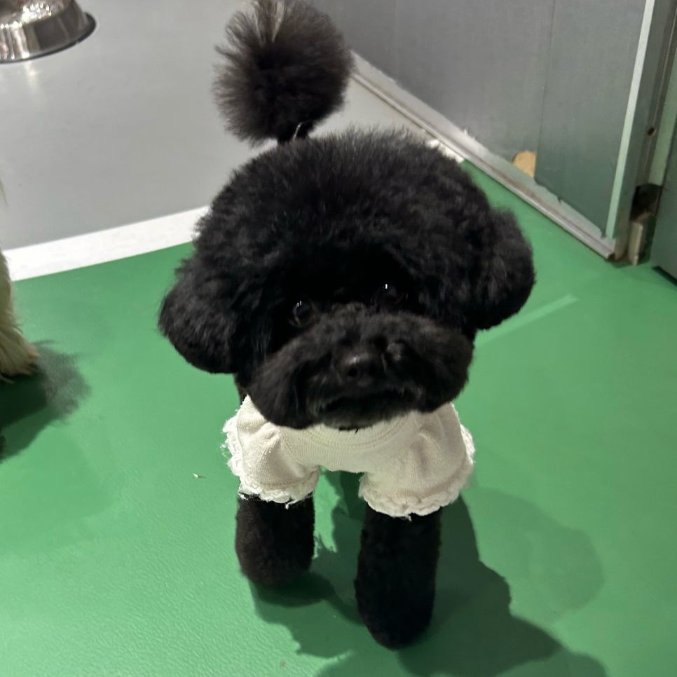 강남 소형견 배냇미용 후기: 스타몽 애견미용 비용 및 과정 — 사진 9