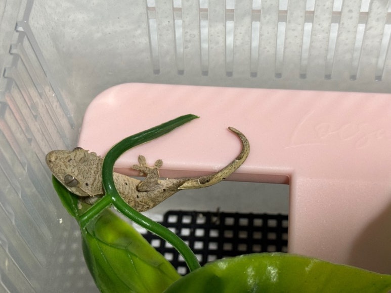 (주)베베블랑 이미지