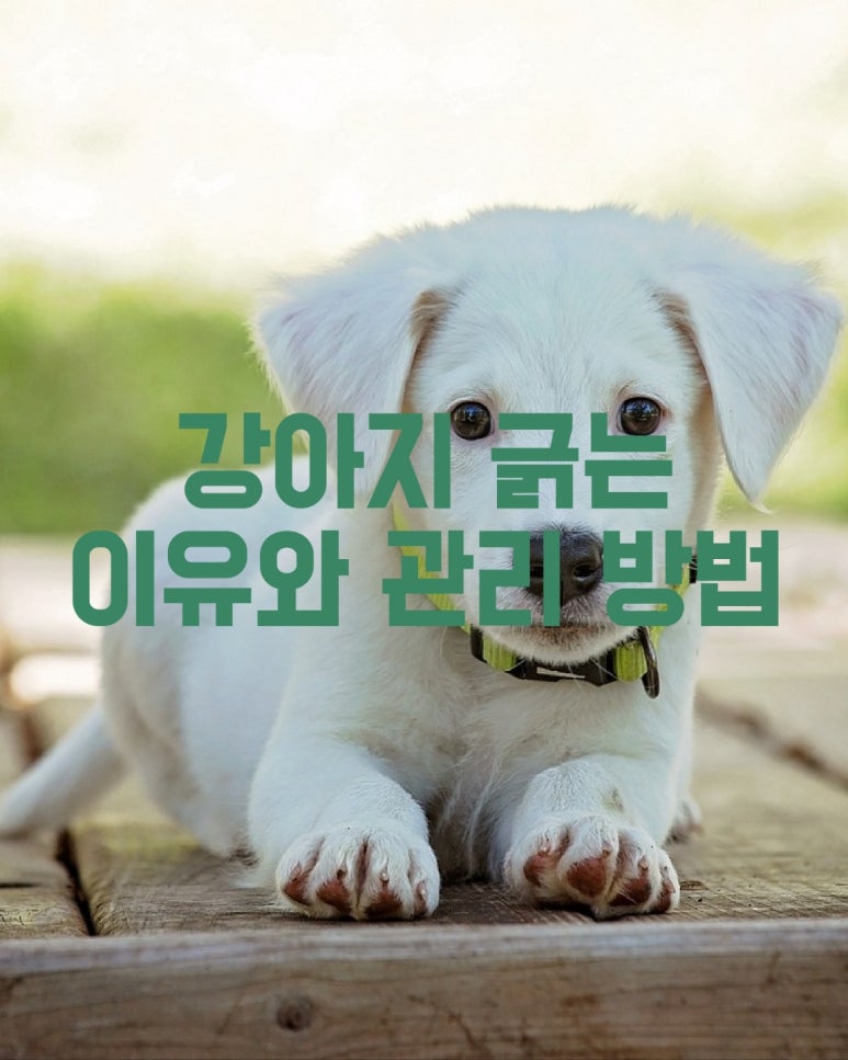 강아지 긁는 이유와 관리 방법