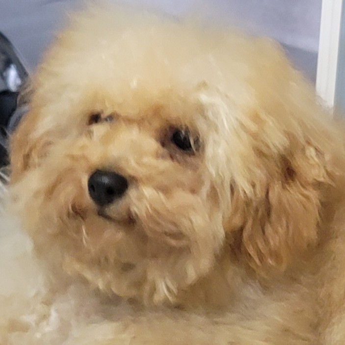 김올가 이미지