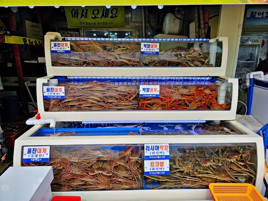 대게왕국 이미지