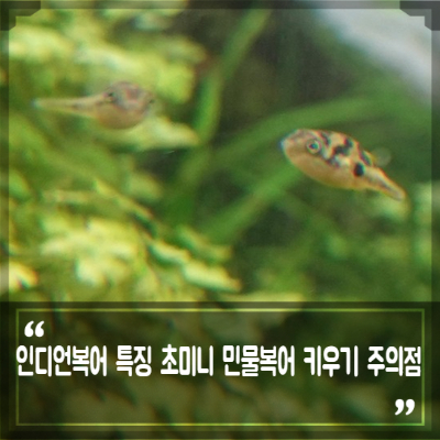용궁복어 이미지