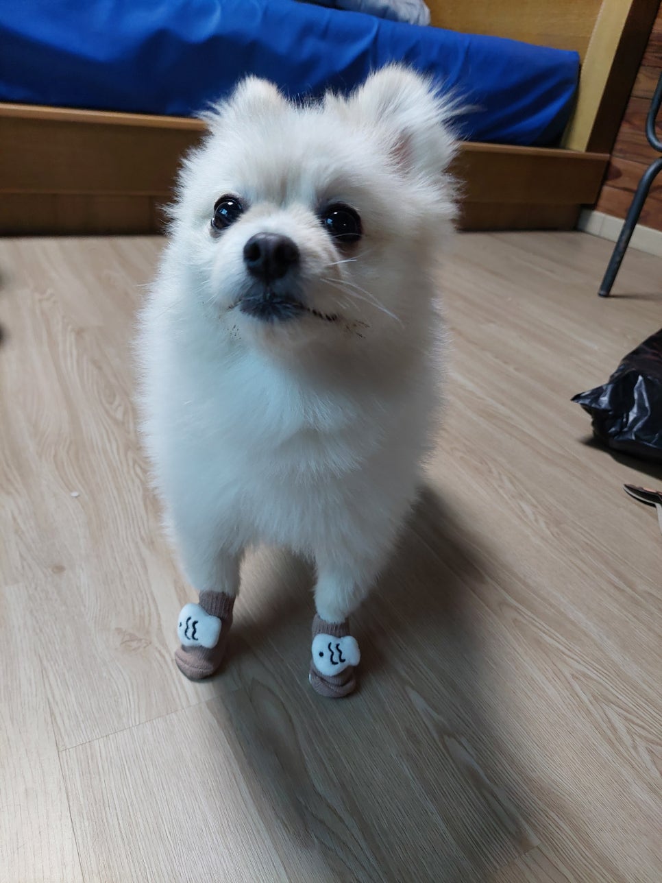 보드미펫 이미지