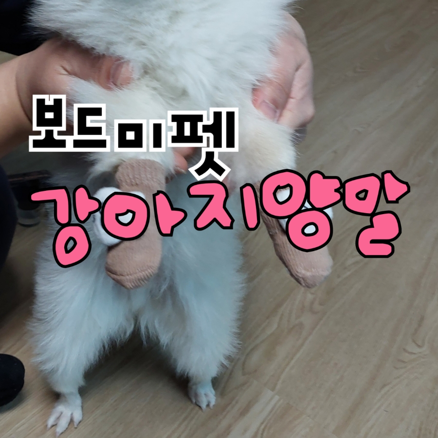 보드미펫 이미지