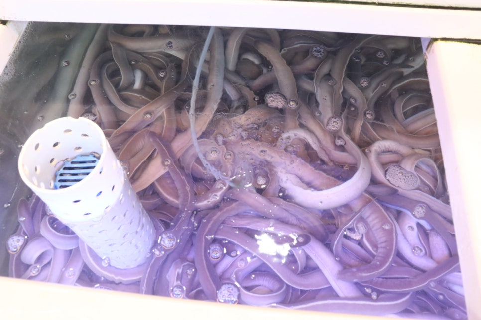 바다산곰장어 이미지