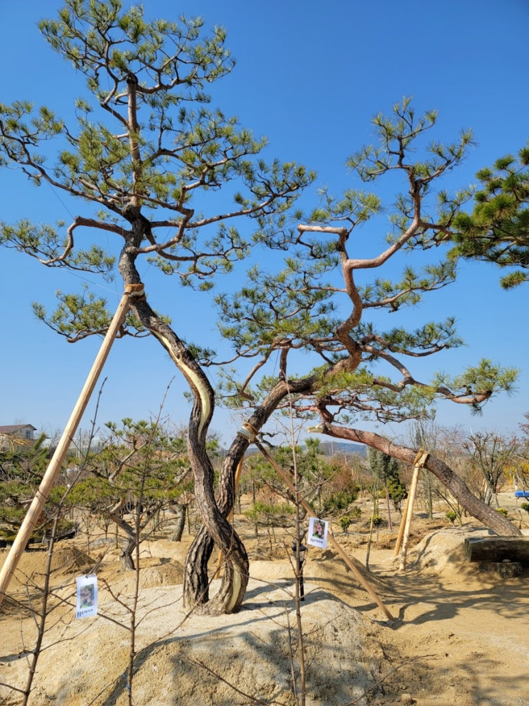 세종조경농원 이미지