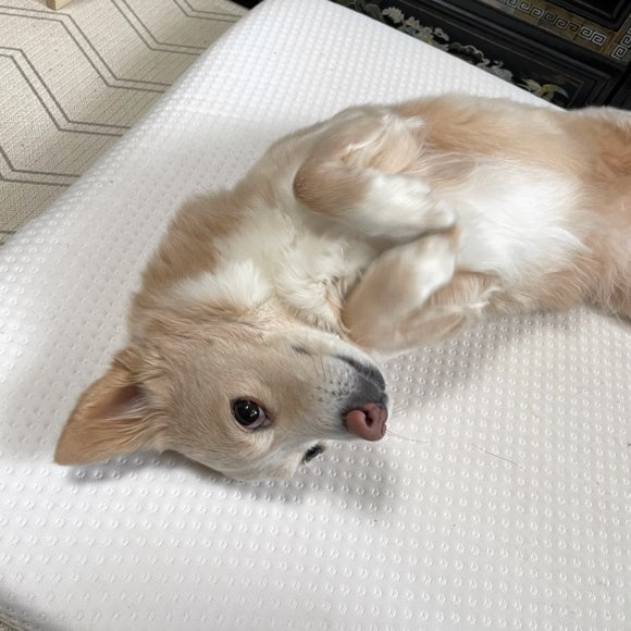 모디돌 이미지