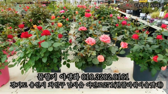 남사물향기야생화 이미지