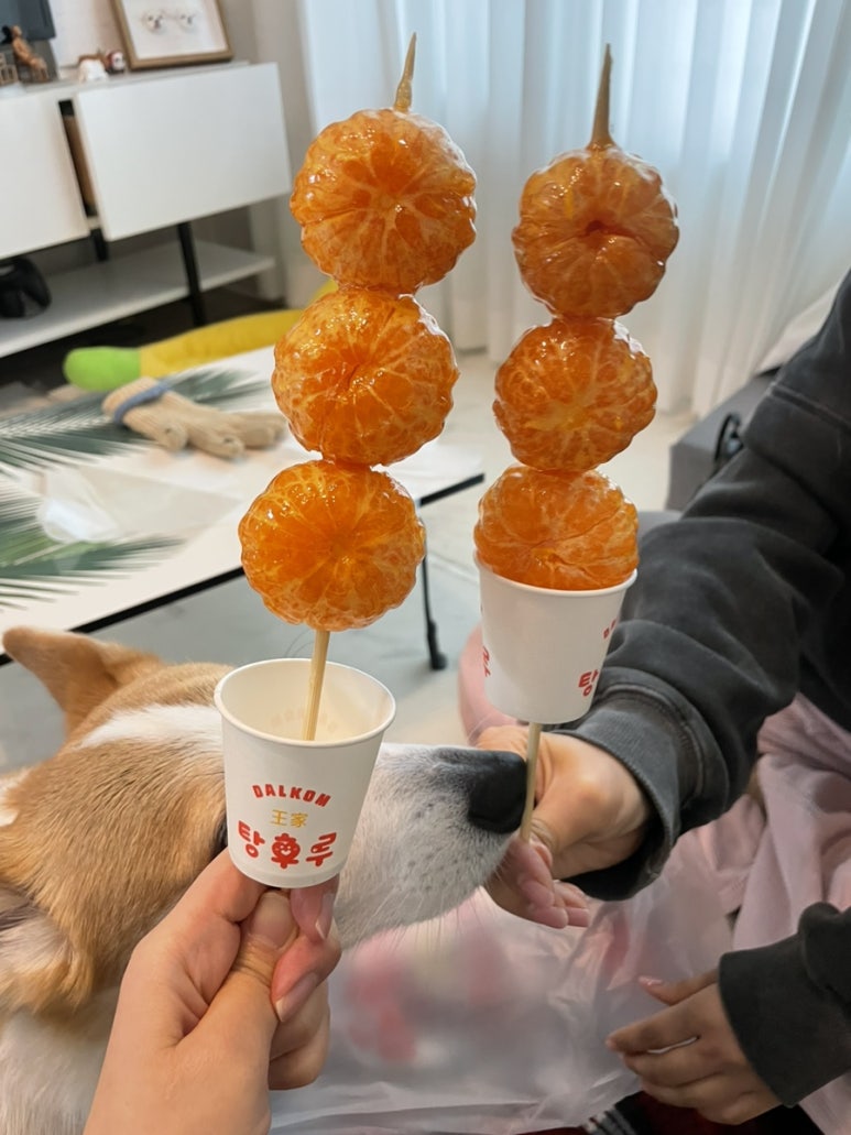이비가짬뽕석대점 이미지