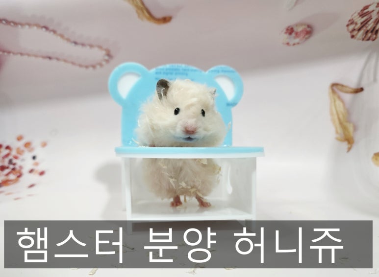 허니쥬 이미지