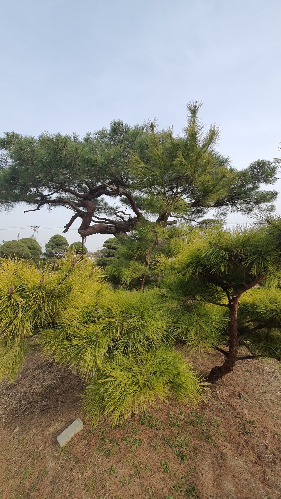 수림조경 이미지