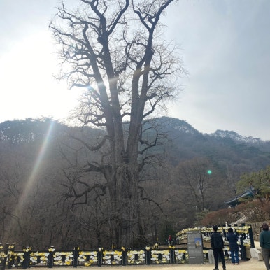 은행나무수산 이미지