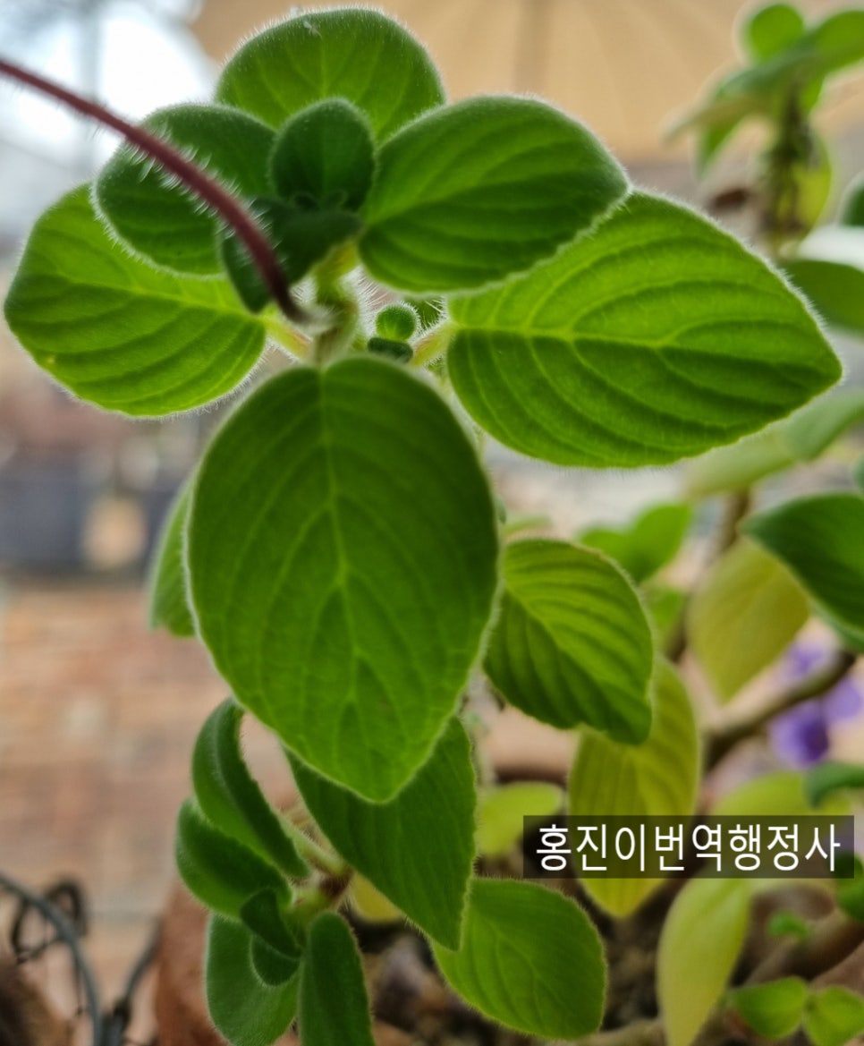 서울공인번역행정사사무소 이미지