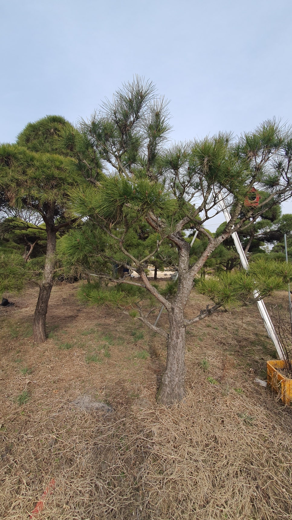 수림조경 이미지