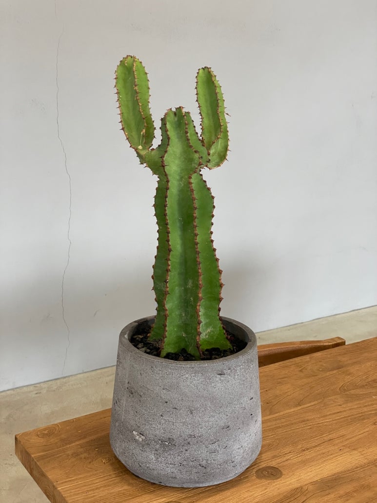 아베이으 이미지