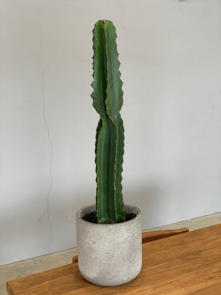아베이으 이미지