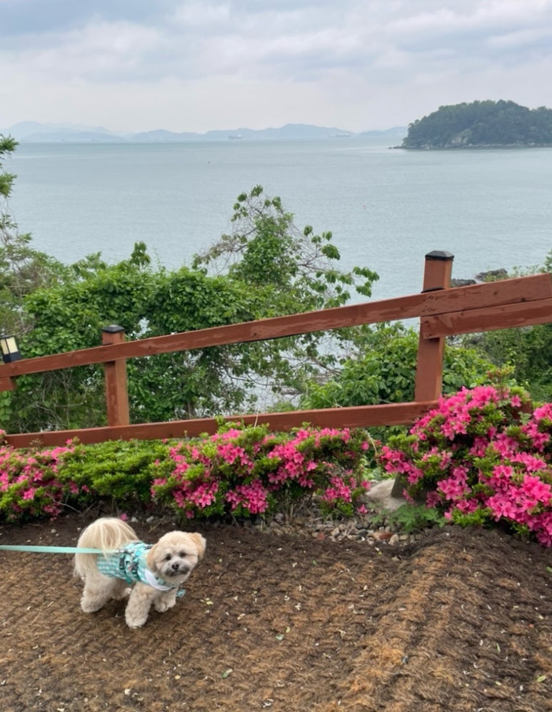 로이카페 이미지