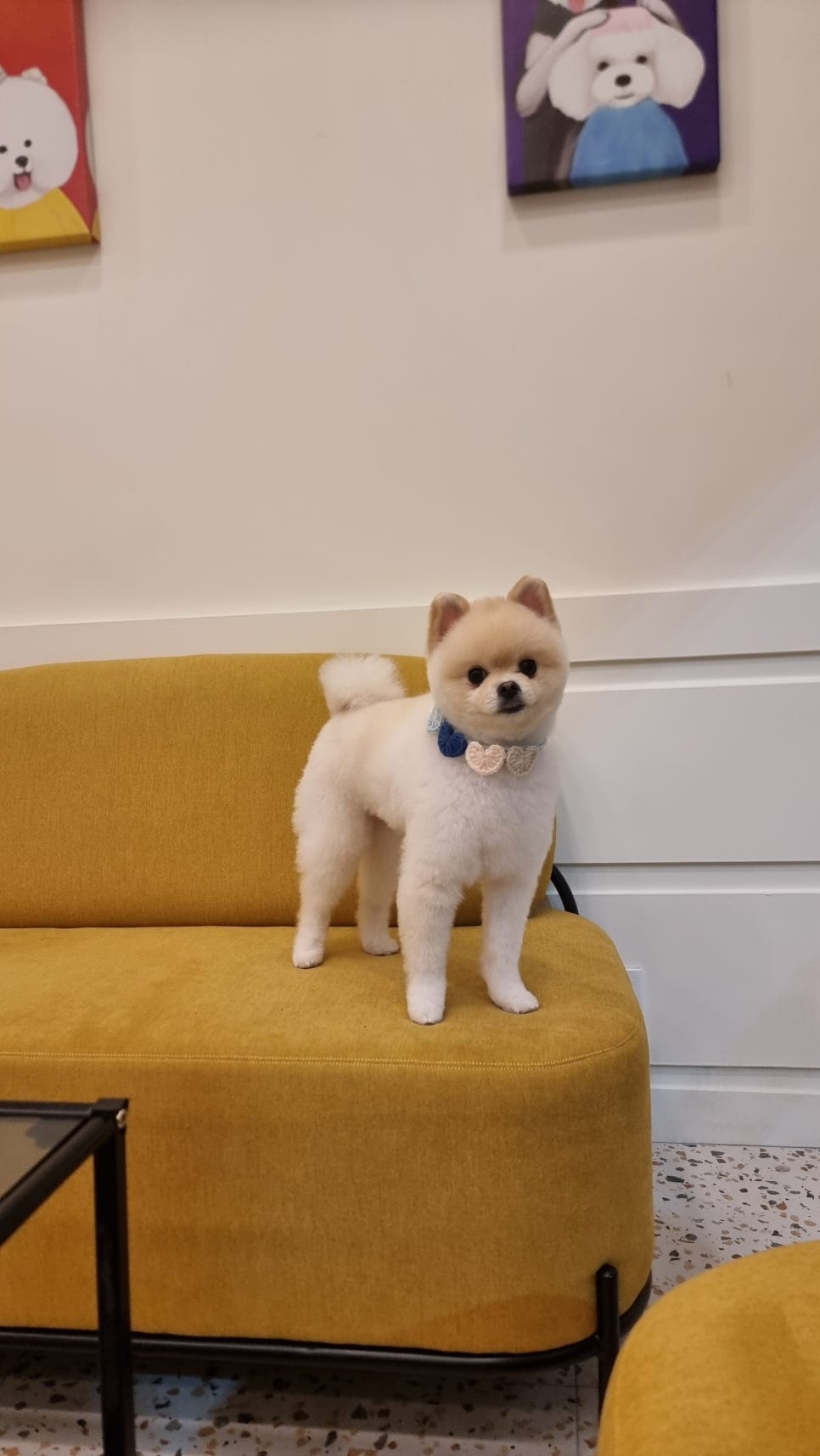 도그몽드 이미지